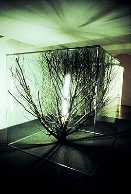 Milan Houser
Space 2, 2003
glass, treetop, light, 200 x 200 x 200 cm