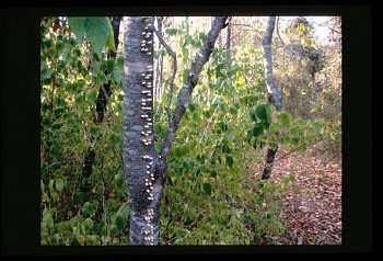 Ben Pranger - Blind Pilgrim