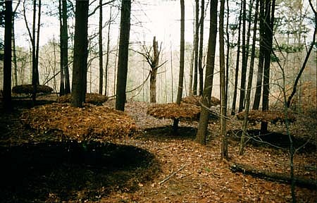 David Krepfle
Elevated Forest Floor, 1992
pine needles, branches, 9' x 100' x 98'