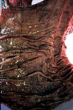 Elanit Kayne -&nbsp;Cast Detail