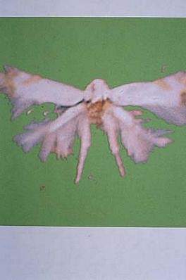 Ann Holcomb
De Rerum Nature (after Lucretius)Brilliant Small Moth, 1999 - 2000
digital output on watercolor paper, dimensions variable