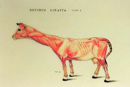 Justin Gibbens
Bovinus Giraffa, Musculature Study, 2003
colored pencil on film, 14 x 20 inches
