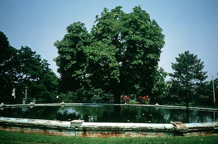 Barbara Edelstein
Nectar for Neptune, 1990
horse chestnut tree, neptune pool, water, 40 x 61 x 91 feet