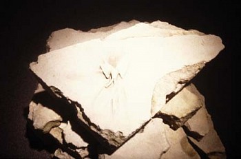 Steven Dolbin -&nbsp;Relic of Memory