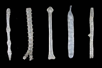 Mary Jane Parker - Natural Affinities