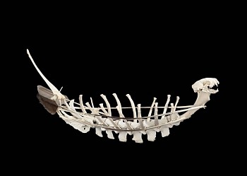 Search: Alan Counihan, Vessel no. 7