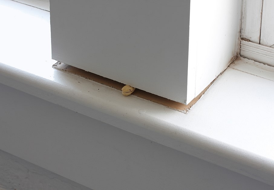 Claudia Weber
Trail Mix, 2012
Cashew nut, .5 x 1.5 inch, placed in the gap of a disjointed window struture