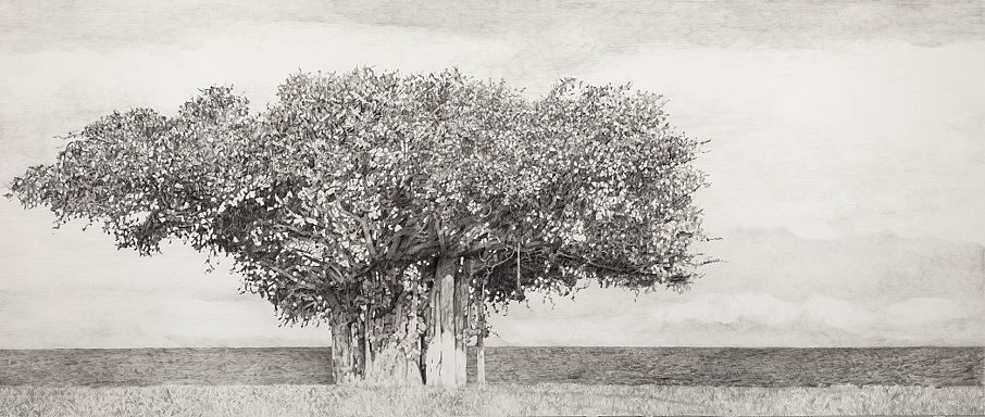 Carol Rowan
Banyan Tree, Magnetic Island, NWS, AU, 2012
graphite on paper, 26 x 60 in.
