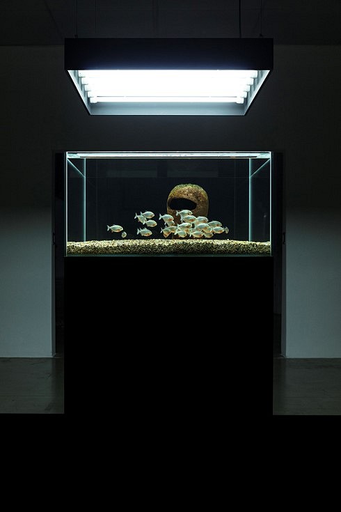 Ruth Beraha
Us (Self-Portrait), 2018
piranhas, fish tank, terracotta sculpture, 40 x 40 x 20 in.