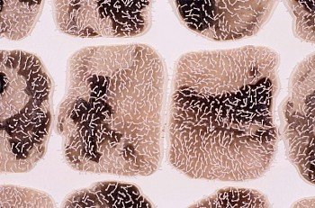 Sermin Kardestuncer -&nbsp;Five by Six (Detail)