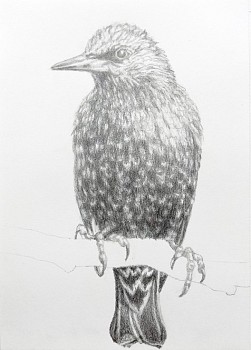 Inka Nowoitnick - Holy Tree (studies/sketches)/Starling